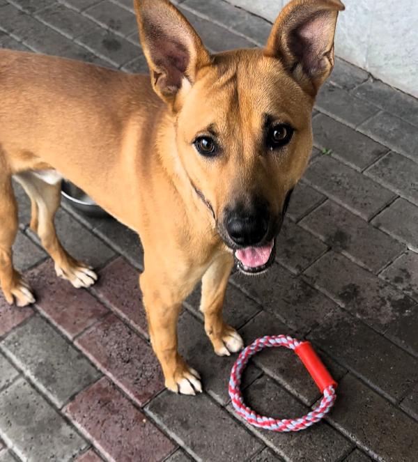 Simba Bellissimo Lupetto